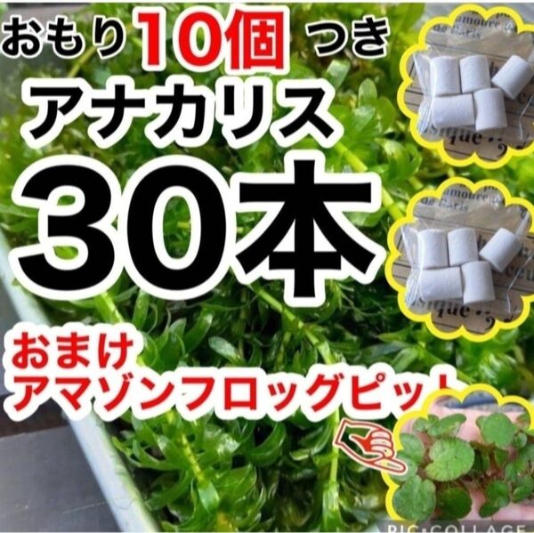 天然物アナカリス 30本+おもり ミリオフィラ! おまけアマゾンフロッグピット アカウキクサ めだか、エビ 水草