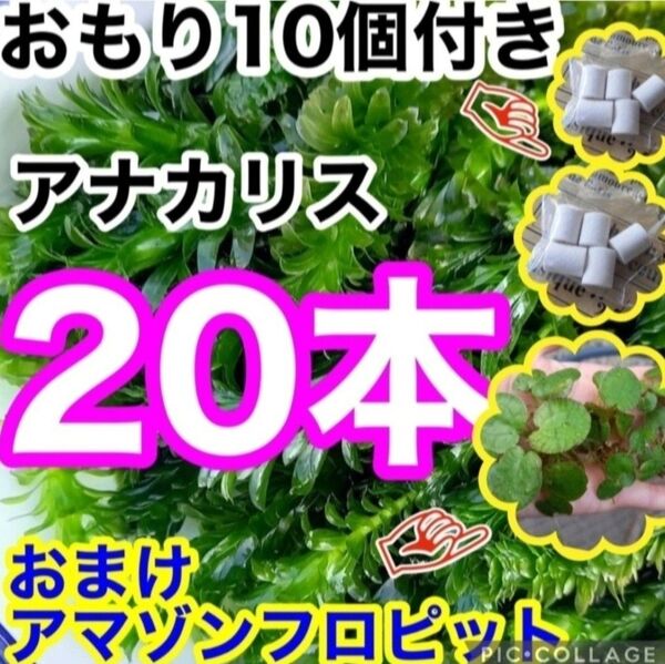 天然物アナカリス 20本+おもり ミリオフィラ! おまけアマゾンフロッグピット アカウキクサ めだか、エビ 水草