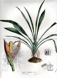 1862年 Van Houtte ヨーロッパの植物 多色石版画 パナマソウ科 ルドウィア属 LUDOVIA LANCAEFOLIA ボタニカルアート