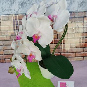 胡蝶蘭ア−ト