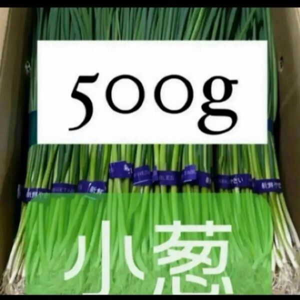 福岡県産 ネギ500g