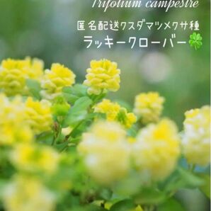 匿名配送☆幸せの黄色いクローバー ラッキークローバー☆クスダマツメクサ種 100粒 花種