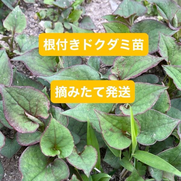 根付きドクダミ【農薬不使用】 50本 ネコポス