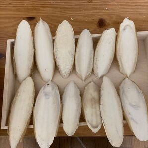カトルボーン B級 12枚