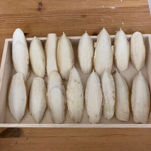 カトルボーン B級 16枚