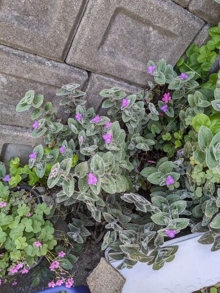 トラディスカンテリア(白絹姫)多肉植物