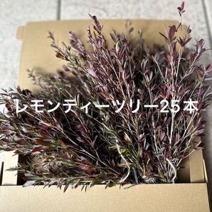 レモンティーツリー25本