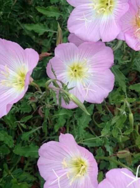 月見草安心根付苗 大きなお花で見応え抜群