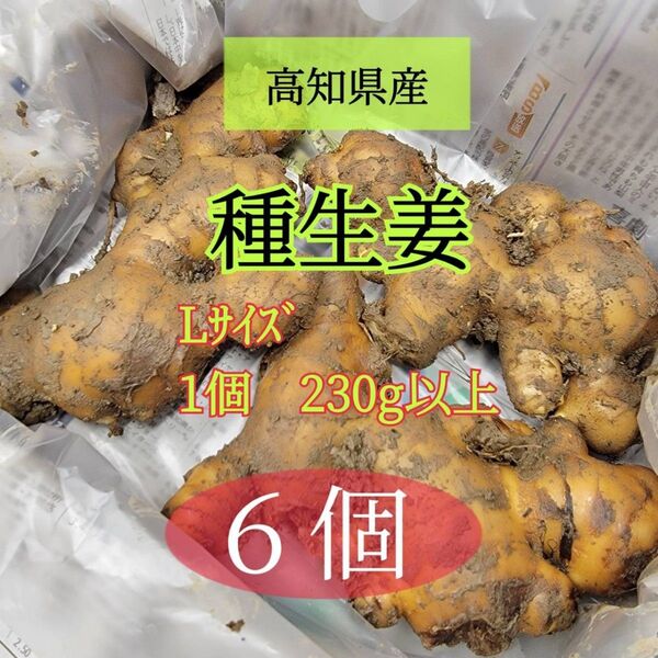 L種生姜【6個】高知県産