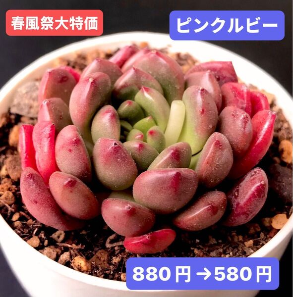 春風祭大特価★新入荷★韓国苗★ピンクルビー★可愛い紅葉超美苗★多肉植物★エケベリア