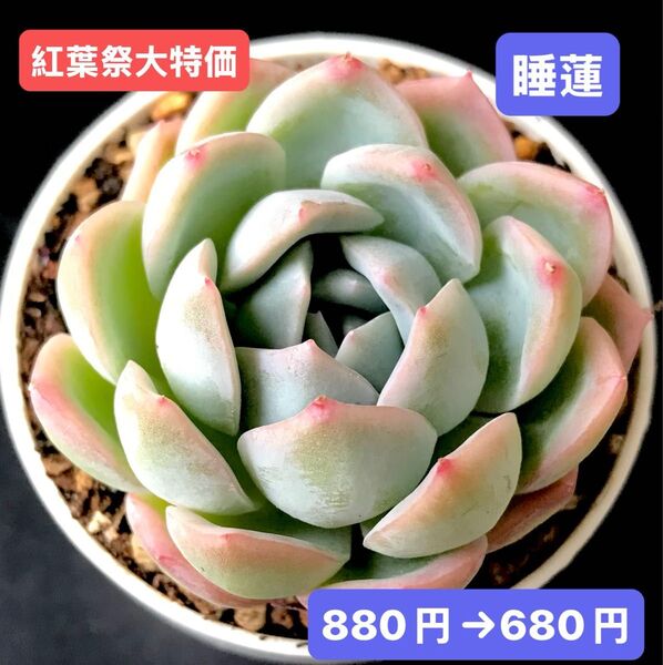 紅葉祭大特価★新入荷★韓国苗★睡蓮★可愛い紅葉大苗★超美苗★多肉植物★エケベリア