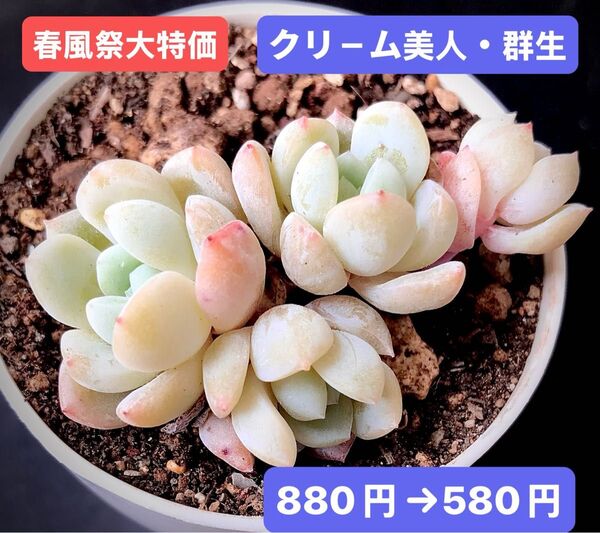 春風祭大特価★新入荷★韓国苗★クリ-ム美人・群生★可愛い紅葉大苗★超美苗★多肉植物★エケベリア