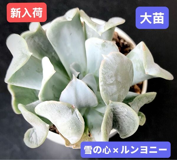 新入荷★韓国苗★雪の心×ルンヨニー★レア種★可愛い白色系大苗★超美苗★多肉植物★エケベリア
