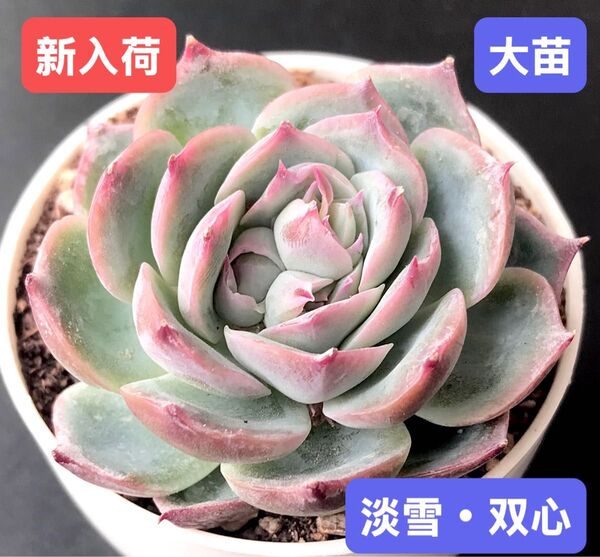 新入荷★韓国苗★淡雪・双心★レア種★可愛い紅葉大苗★超美苗★多肉植物★エケベリア