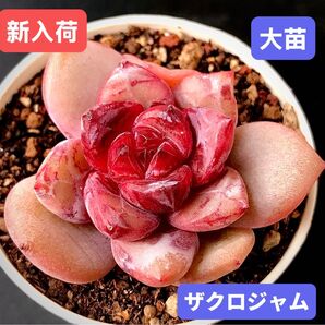 新入荷★韓国苗★ザクロジャム★レア種★可愛い紅葉大苗★超美苗★多肉植物★エケベリア