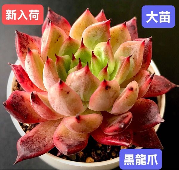 新入荷★韓国苗★黒龍爪★レア種★可愛い紅葉大苗★超美苗★多肉植物★エケベリア