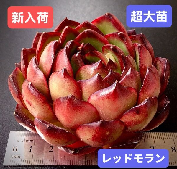 新入荷★韓国苗★レッドモラン★レア種★可愛い紅葉超大苗★超美苗★多肉植物★エケベリア