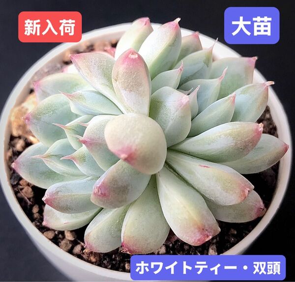 新入荷★韓国苗★ホワイトティー・双頭★レア種★可愛い紅葉大苗★超美苗★多肉植物★エケベリア