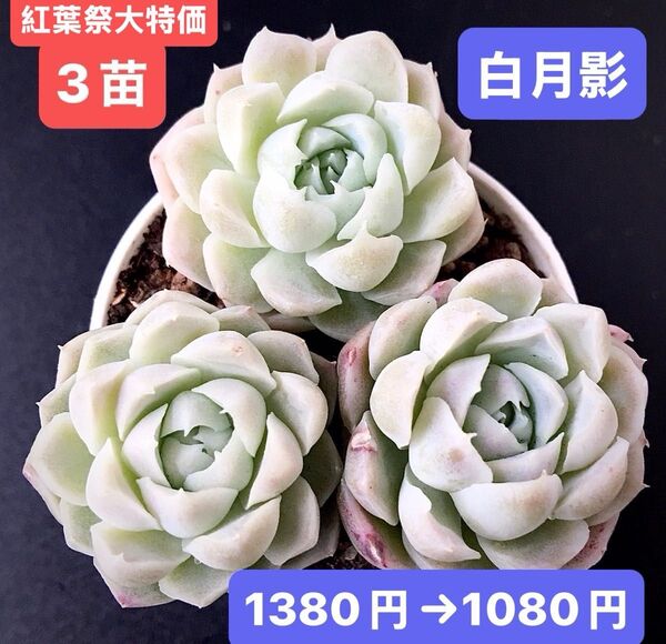 紅葉祭大特価★3苗1080円★韓国苗★白月影★レア種★可愛い紅葉超美苗★多肉植物★エケベリア