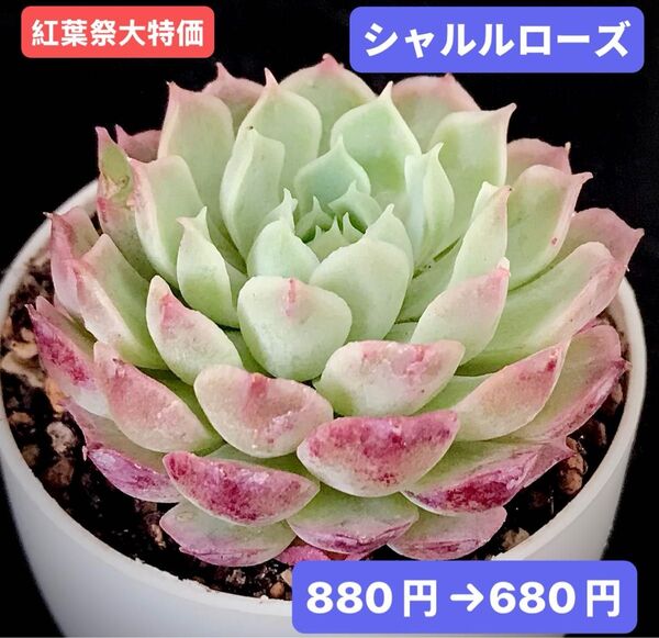 紅葉祭大特価★新入荷★韓国苗★シャルルローズ★可愛い紅葉大苗★超美苗★多肉植物★エケベリア
