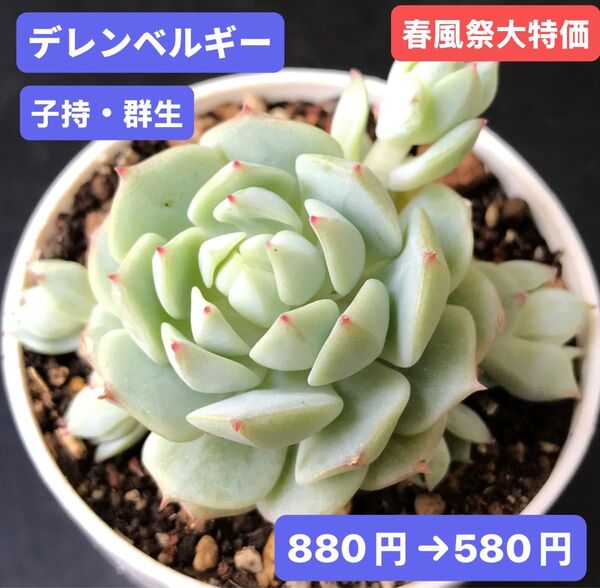 春風祭大特価★新入荷★韓国苗★デレンベルギー・子持・群生★可愛い紅葉超美苗★多肉植物★エケベリア