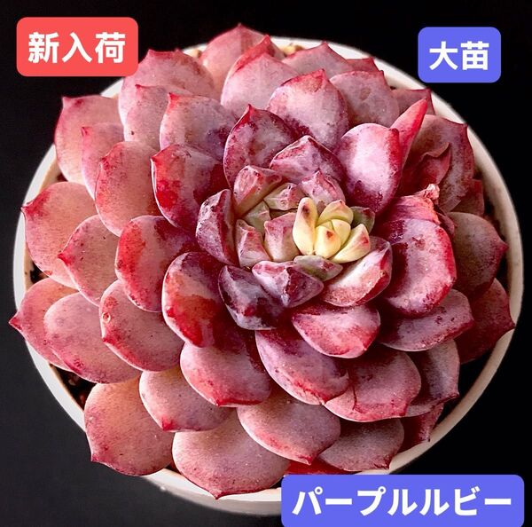 新入荷★韓国苗★パープルルビー★レア種★可愛い紅葉大苗★超美苗★多肉植物★エケベリア