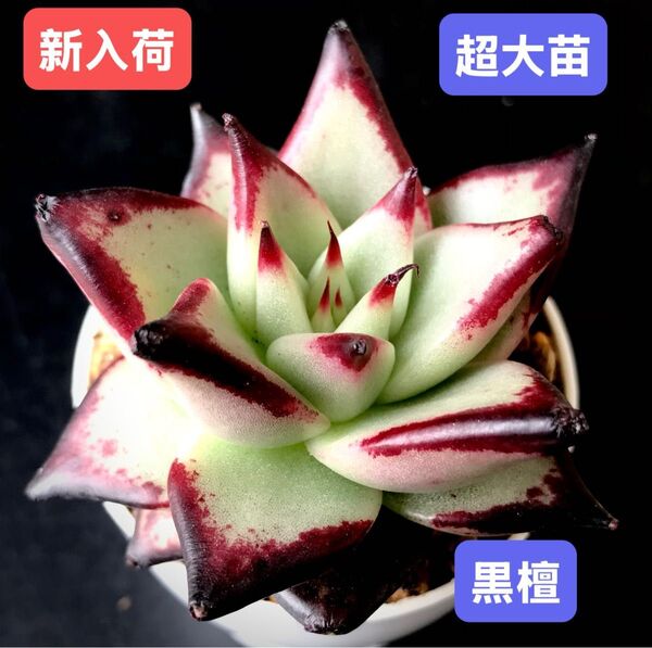 新入荷★韓国苗★黒檀★レア種★可愛い紅葉超大苗★超美苗★多肉植物★エケベリア