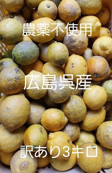 広島呉産わけありレモン3キロ、加工果汁向け