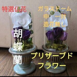 特選仏花 ガラスドーム 中 一対 胡蝶蘭 プリザーブドフラワー 造花無し