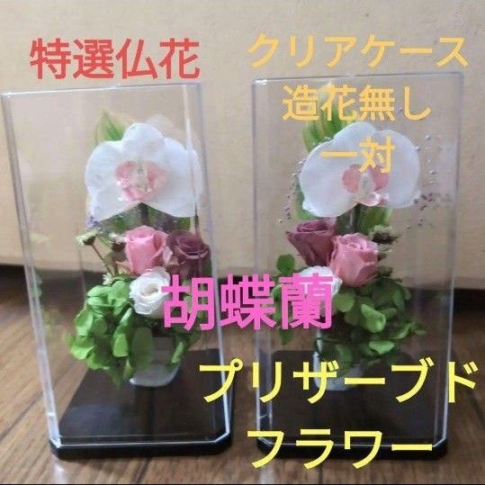 仏花 プリザーブドフラワー クリアケース入り 胡蝶蘭 一対 造花無し