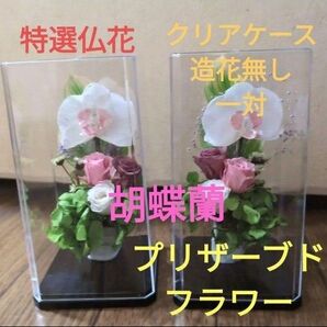 仏花 プリザーブドフラワー クリアケース入り 胡蝶蘭 一対 造花無し