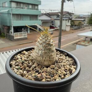 パキポデイゥムグラキリス実生