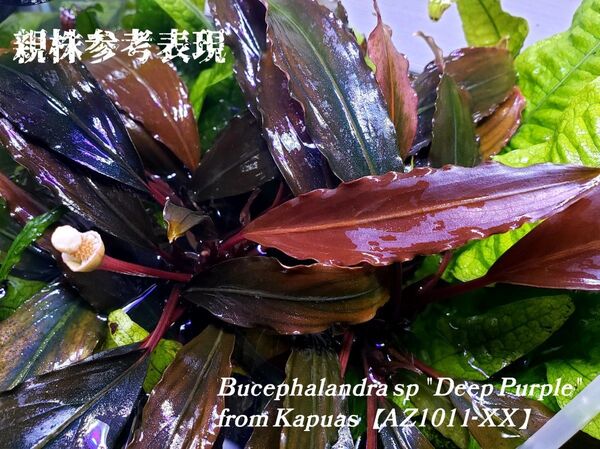 ブセファランドラ ディープパープル 初便 AZ便 Bucephalandra sp."deep purple" AZ1011-XX