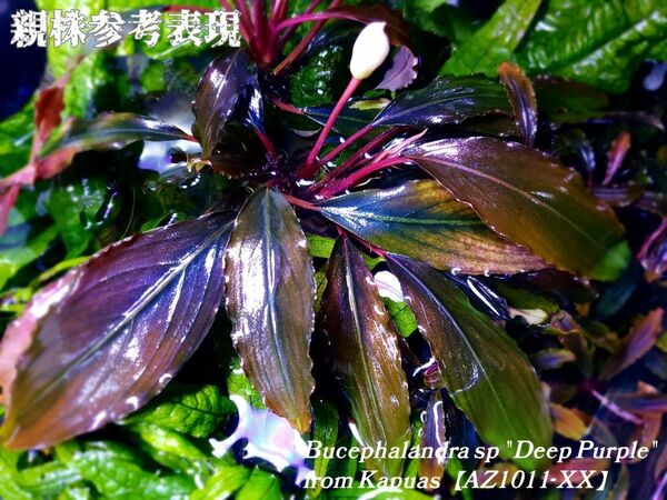 ブセファランドラ ディープパープル 初便 AZ便 Bucephalandra sp."deep purple" AZ1011-XX