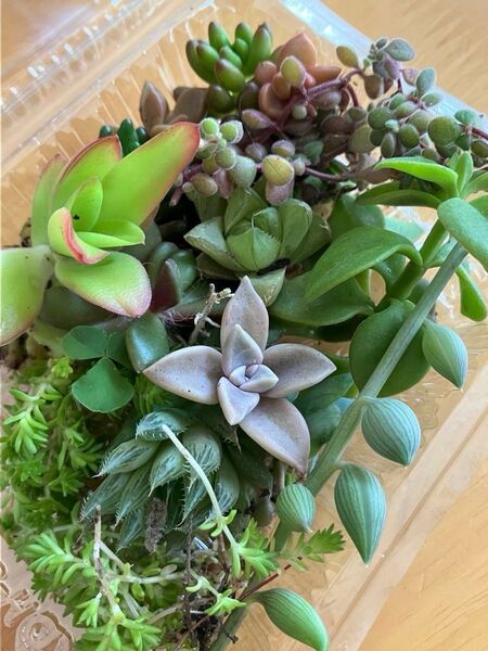 多肉植物 詰め合わせ カット苗 12種類程