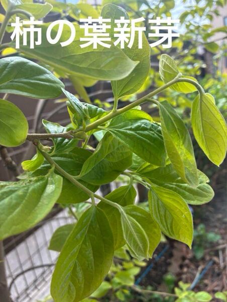 今だけ!! 柿の葉 新芽 10個 天ぷらなどに 野菜