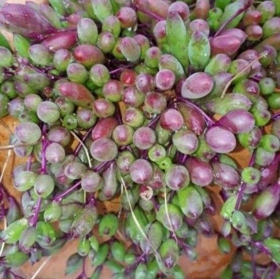 ルビーネックレス 多肉植物