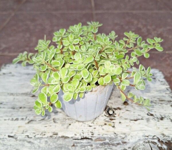 斑入り丸葉万年草 多肉植物 セダム