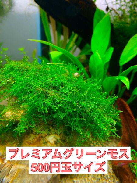 プレミアムグリーンモス 500円玉サイズ 2個セット