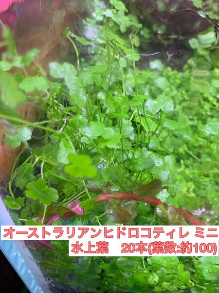 オーストラリアンヒドロコティレ ミニ 水上葉20本
