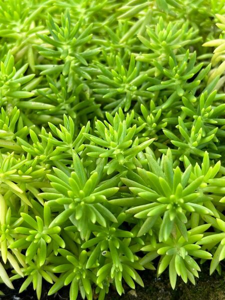多肉植物 セダム ゴールドビューティー カット苗 抜き苗 ネコポスボックスいっぱい