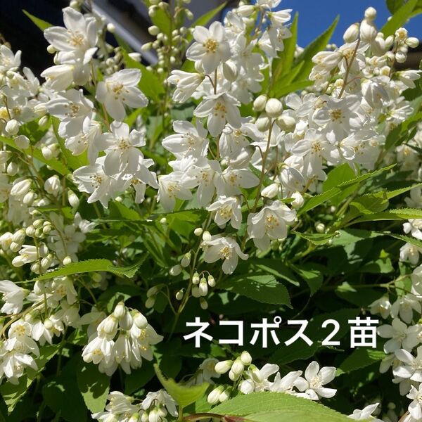 ヒメウツギ 姫空木 挿し木 2苗【E】