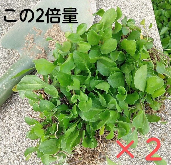 2倍量 銀杯草 ギンパイソウ グランドカバー 白花 宿根草 たくさん