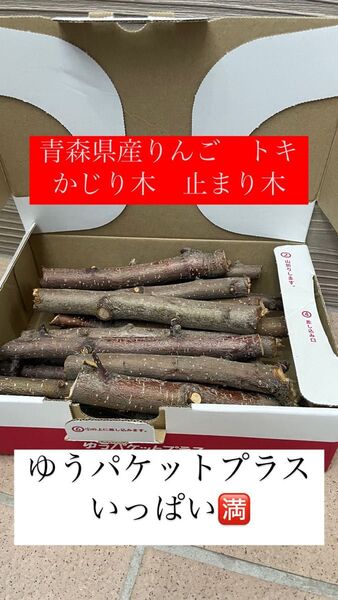 青森県産 りんご かじり木 止まり木