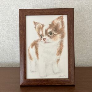 チワワ 色鉛筆画 額縁付き
