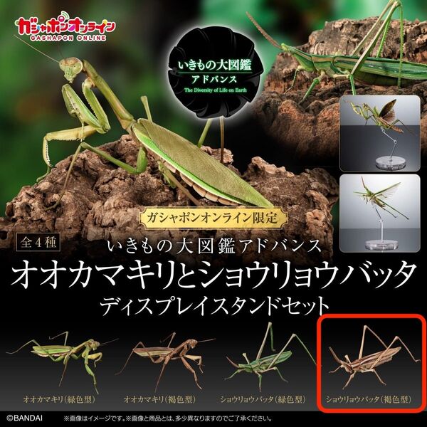 いきもの大図鑑アドバンス オオカマキリとショウリョウバッタ オンライン版