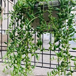 多肉植物 ルビーネックレス 三ケ月型 観葉植物