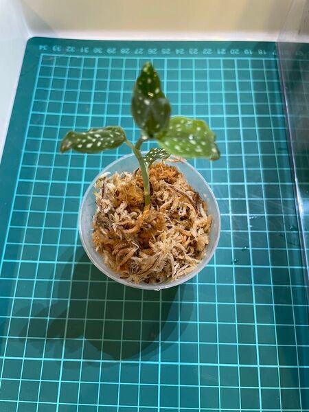 Microchilus tridax “green” トリダックス ジュエルオーキッド