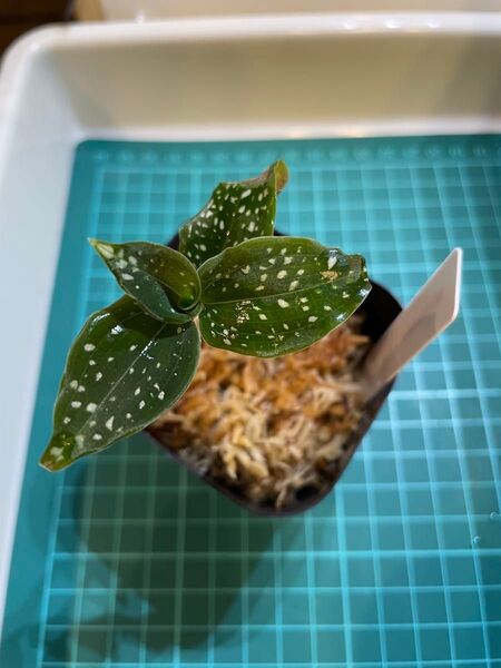 Microchilus tridax “green” トリダックス ジュエルオーキッド