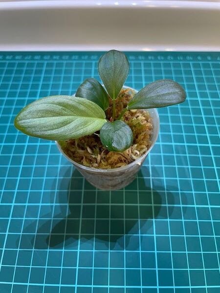 Homalomena sp.Sumatera Utara 【LA0722-f1-1】ホマロメナ
